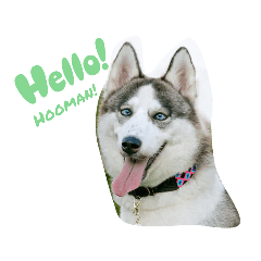 Yui The Siberian Husky v1