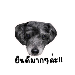 Dog chaoguay