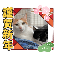 Yayoi19831202