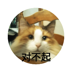 Cat says hello in Chinese.