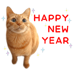 New year holiday season Red tabby cat