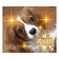 SHELLY_20231226184428