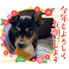 SAKURA_20231227124748