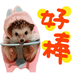 Araw-araw na Cute Healing Hedgehog-21