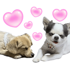 dog820231227