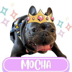 WOOFME WITH MOCHA