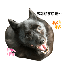 My dog Schipperke