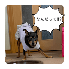 SAKURA_20231228123327