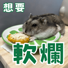 square hamster