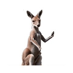 kangaroo chama