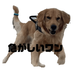 Sakura_20231228234626