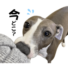 Italian Greyhound bell .