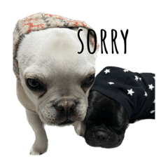 sakura_20231229103731