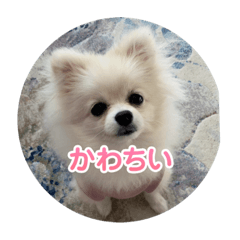 Sakura_20231229121544