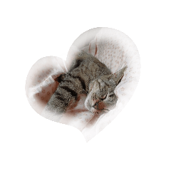 sakura_20231229114711