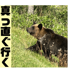 北海道知床の生熊さんと景色。知床が大好き