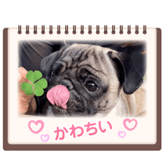 Sakura_pug2024