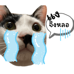 Meow meow meow_20231229165532