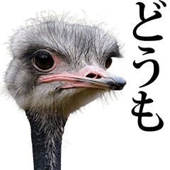 ostrich.2