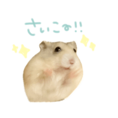 genius hamster warabi