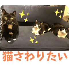 white black cat lover