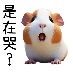 cute little guinea pig2