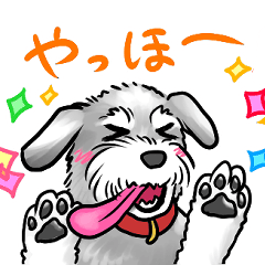 A cheerful Schnauzer with a long tongue