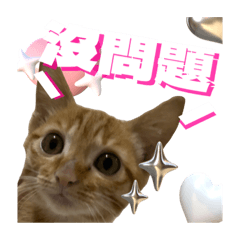 超桔可愛喵喵喵