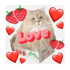 Sakura_20231230194304