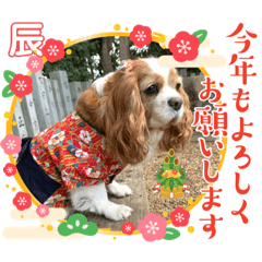 sakura_20231230190054