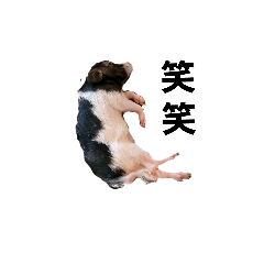 pooch_20231230215150