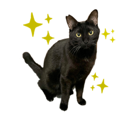 Sunny_BLACK CAT