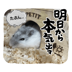 Sakura_20231231040007