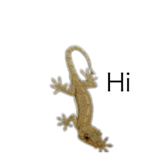 My pet gecko senna