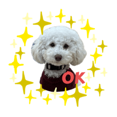 Cute toy poodle Haru