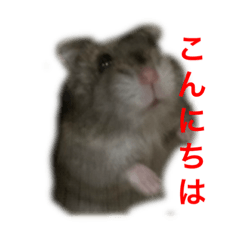 ハムスター(実写)スタンプ