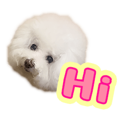 Bichon Frise dog cute puppy Part 2