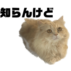 sakura_20240101163005