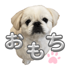 omochikun stamp of pekingese