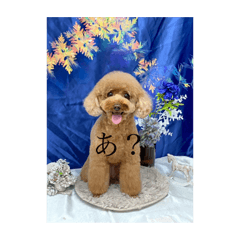 sakura_20240102000941