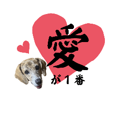 happy dog ai-chan