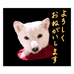 白豆柴犬モモ日常ご挨拶と年賀