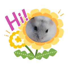 Nugget Hamster Ver.2