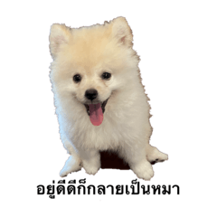 Money PN BUILD IN – LINE stickers | LINE STORE