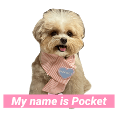 My name is Pocket