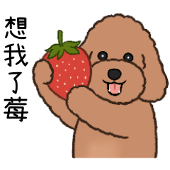 Red Poodle Coobi: Strawberry&desserts