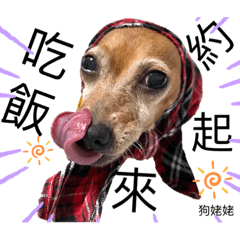 狗姥姥-迷你小杜賓系列2