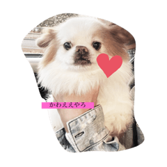 Shak-chan's daily life