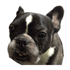 Frenchie-man_20240103032355