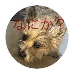 Cairnterrier-Ken